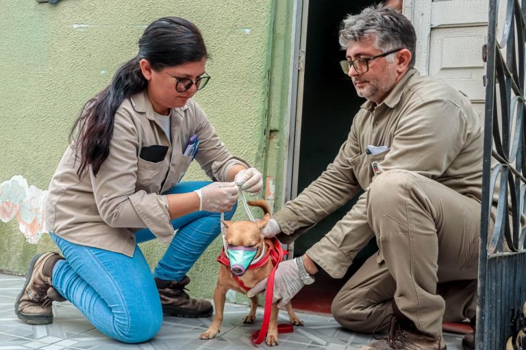 Prefeitura de Sobral realiza encoleiramento de cães contra calazar em nove bairros da cidade